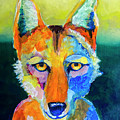 Coyote