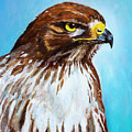 Red Tailed Hawk Portrait