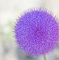 Scotch thistle 