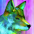 Trickster Coyote