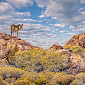 Coyote on the Rocks