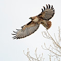 Red Tailed Hawk 7